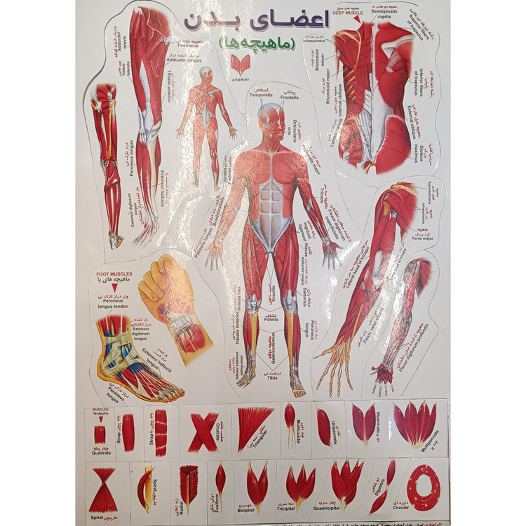 برچسب اعضای بدن اموزشی پشت چسب دار مناسب مدرسه و کاردستی برچسب آموزشی
