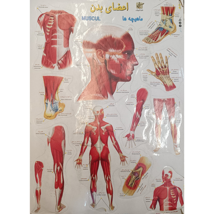 برچسب اعضای بدن اموزشی پشت چسب دار مناسب مدرسه و کاردستی برچسب آموزشی