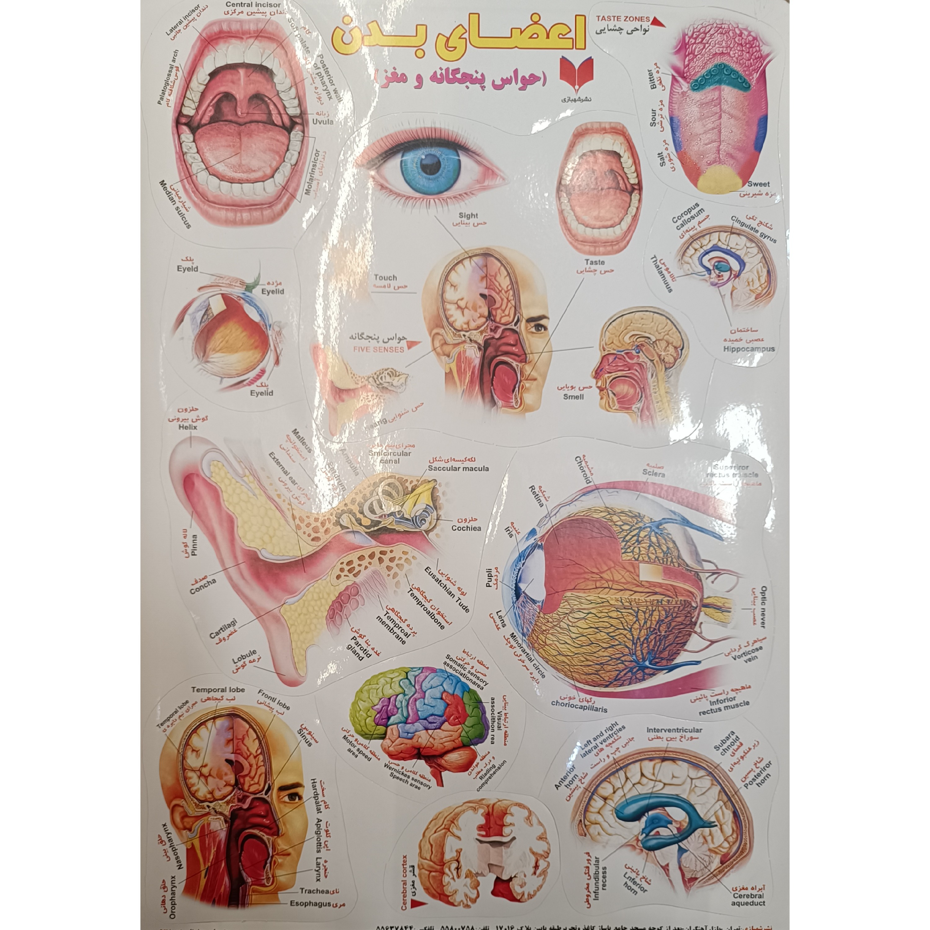 برچسب حواس پنج گانه  اموزشی پشت چسب دار مناسب مدرسه و کاردستی برچسب آموزشی